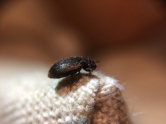 Coleoptera