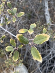 Frangula californica