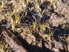 Eleocharis acicularis