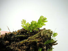 Mnium spinulosum