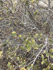 Frangula californica