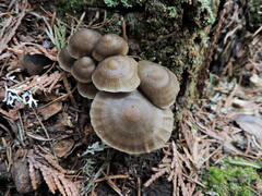 Mycena overholtsii