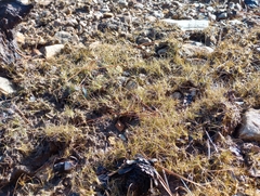 Eleocharis acicularis