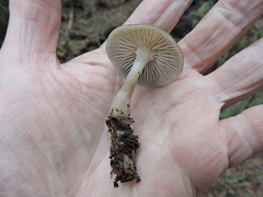 Mycena overholtsii