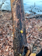 Dacrymyces capitatus