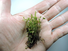 Plagiochila porelloides