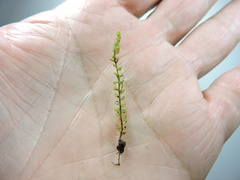 Plagiochila porelloides