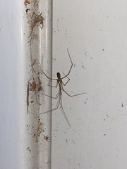 Pholcus phalangioides