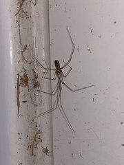 Pholcus phalangioides