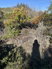 Neotoma fuscipes annectens