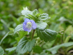 Veronica persica