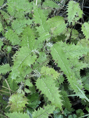 Urtica ferox
