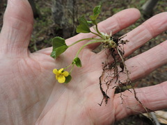 Viola glabella