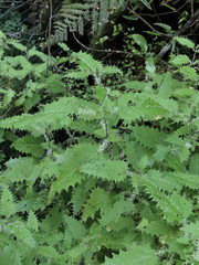 Urtica ferox