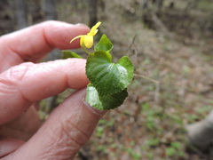 Viola glabella