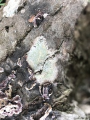 Pertusaria pertusa