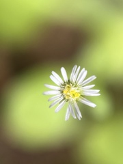 Erigeron bellioides
