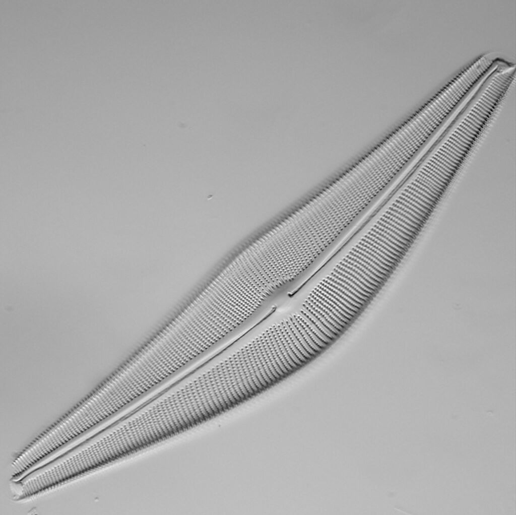 raphid diatoms