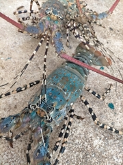 Panulirus ornatus