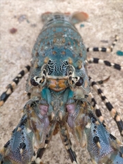 Panulirus ornatus