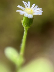Erigeron bellioides