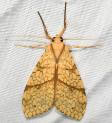 Lophocampa niveigutta