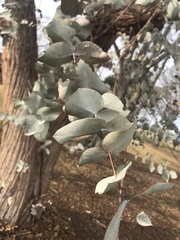 Eucalyptus cinerea