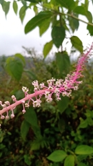 Phytolacca rivinoides