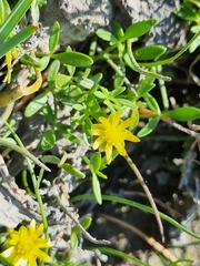 Ranunculus amphitrichus