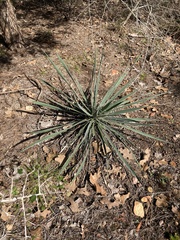 Yucca arkansana
