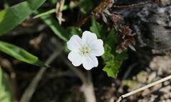 Geranium brevicaule