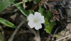 Geranium brevicaule