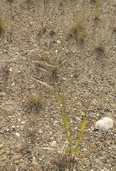 Arctagrostis latifolia