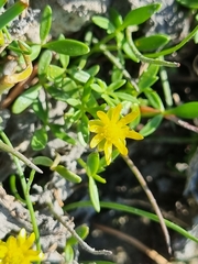 Ranunculus amphitrichus