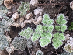 Myriopteris parryi