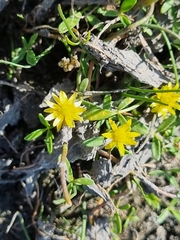 Ranunculus amphitrichus