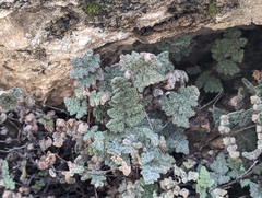 Myriopteris parryi