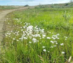 Eriophorum scheuchzeri
