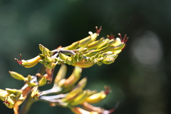 Phormium cookianum