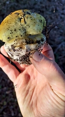 Cortinarius xanthodryophilus