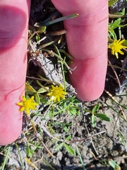 Ranunculus amphitrichus
