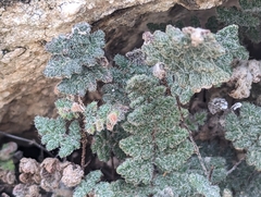 Myriopteris parryi