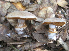 Cortinarius albidus