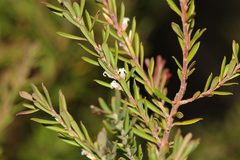 Styphelia margarodes