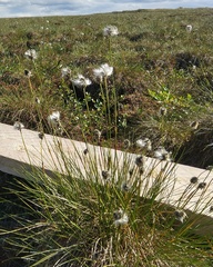 Eriophorum vaginatum