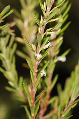 Styphelia margarodes