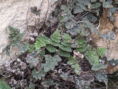 Myriopteris parryi