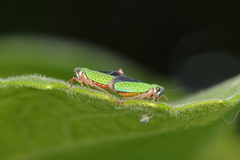 Versigonalia vermiculata