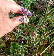 Saussurea angustifolia