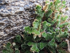 Selaginella eremophila